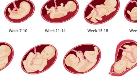 مراحل نمو الجنين في بطن امه بالتفصيل