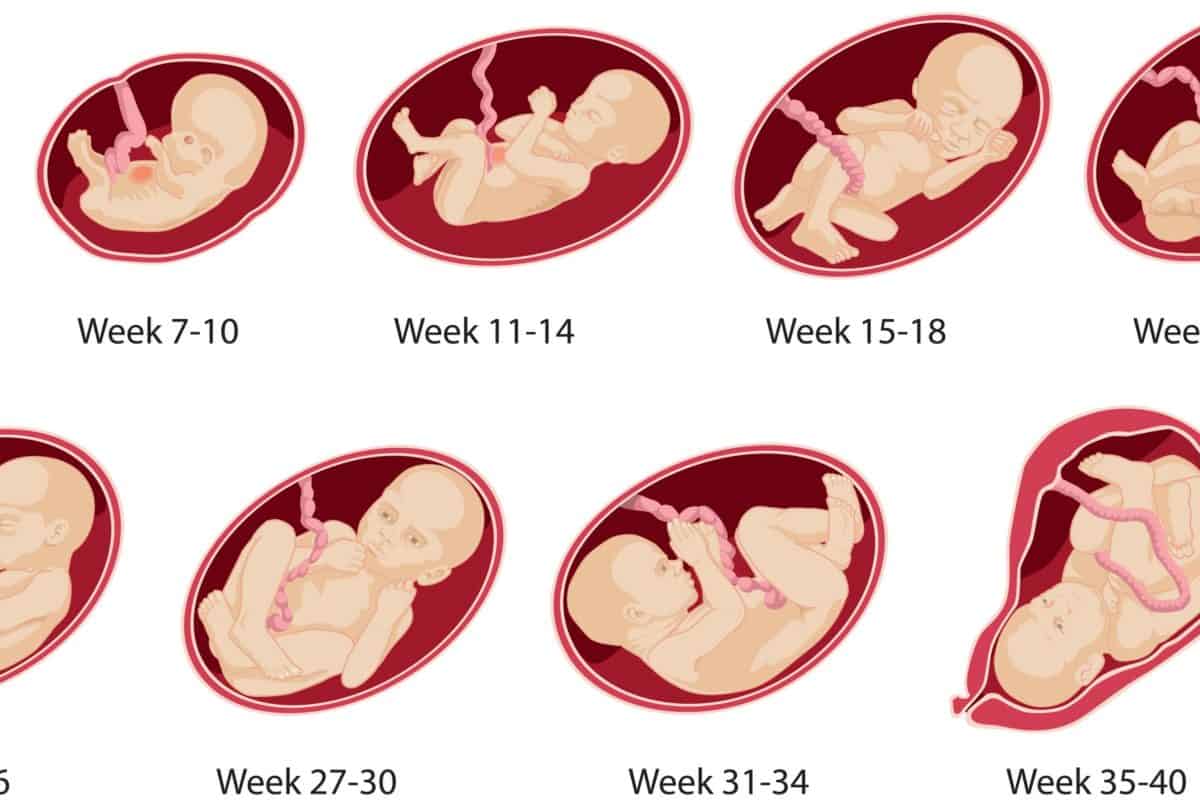 مراحل نمو الجنين من أول يوم موضوع