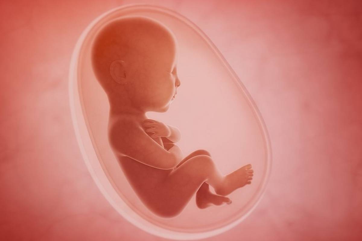 مراحل نمو الجنين داخل الرحم