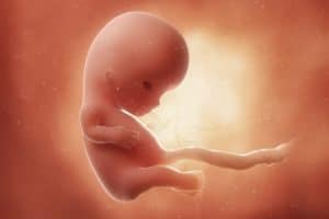 مراحل نمو الجنين داخل الرحم بدءاً من تلقيح البويضة حتي المرحلة النهائية من الحمل بالصور