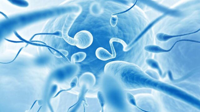 مراحل تطور الجنين في الشهر الأول بالتفصيل