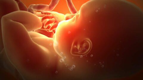 بحث عن مراحل نمو الجنين