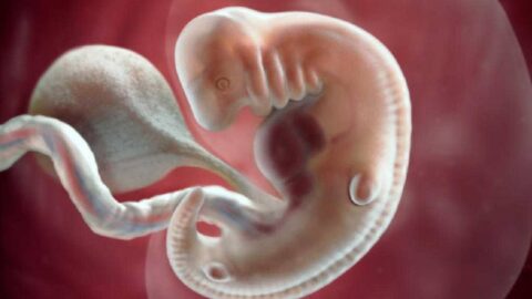 تطورات شكل الجنين في الشهر الثاني