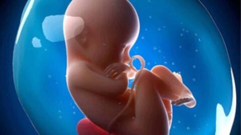 كيف يتكون الجنين في بداية الحمل حتى الولادة