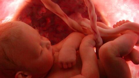 مراحل تكوين الجنين بالاشهر بالتفصيل