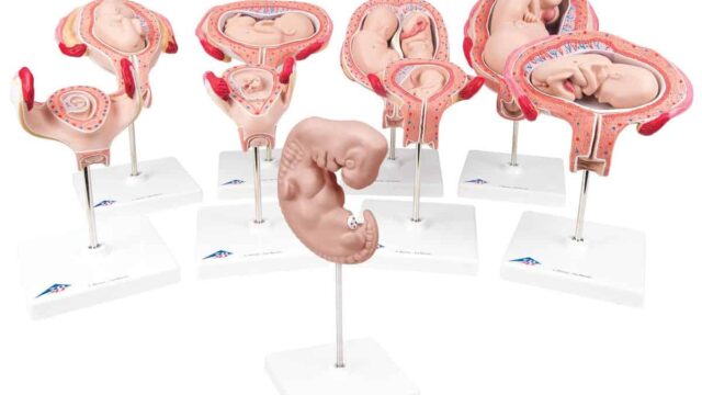 مراحل نمو الجنين بالشهور في بطن امه بالتفصيل