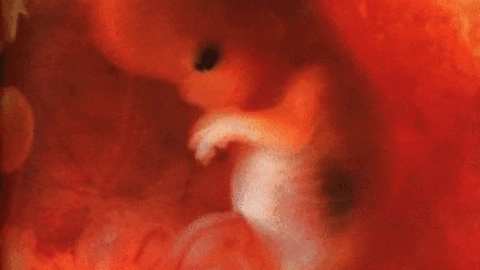 تطورات نمو الجنين في الاسبوع التاسع والعلامات الملحوظة على الأم