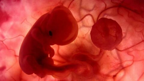 تطورات شكل الجنين في الاسبوع الثالث عشر