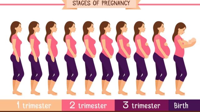بحث كامل عن الحمل والولادة