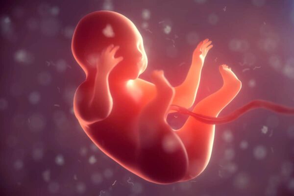 تتبع مراحل نمو الجنين داخل الرحم بدءا من تلقيح البويضة
