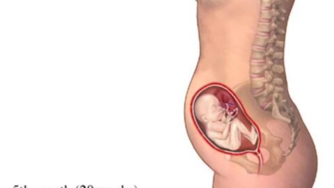 حركة الجنين في الشهر الخامس من الحمل