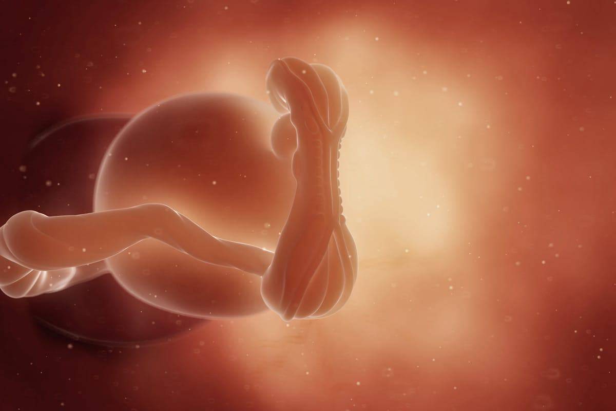 مراحل تكوين الجنين بالتفصيل أنا مامي