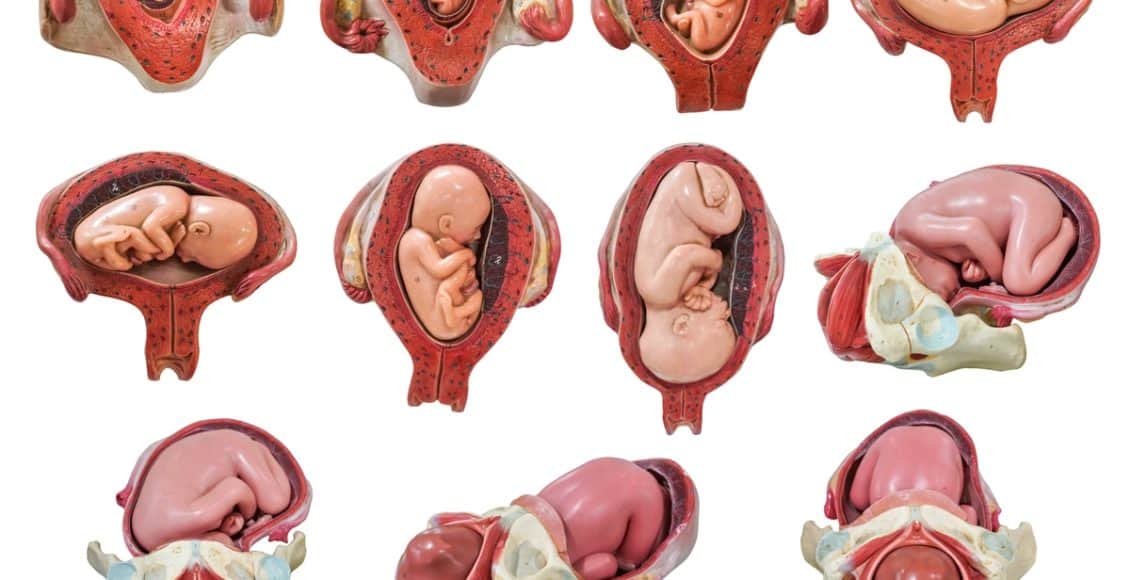 مراحل نمو الجنين بالصور شهريا