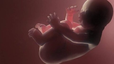 مراحل نمو الجنين داخل الرحم