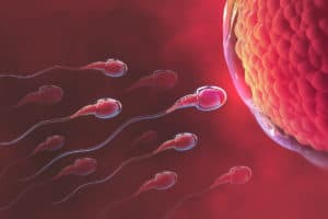 مراحل تكوين الجنين بالصور من اول يوم