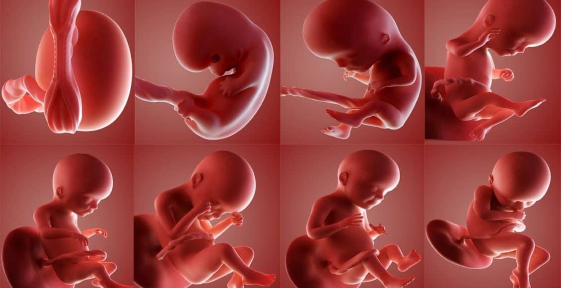 مراحل نمو الجنين في بطن امه بالاسابيع أنا مامي