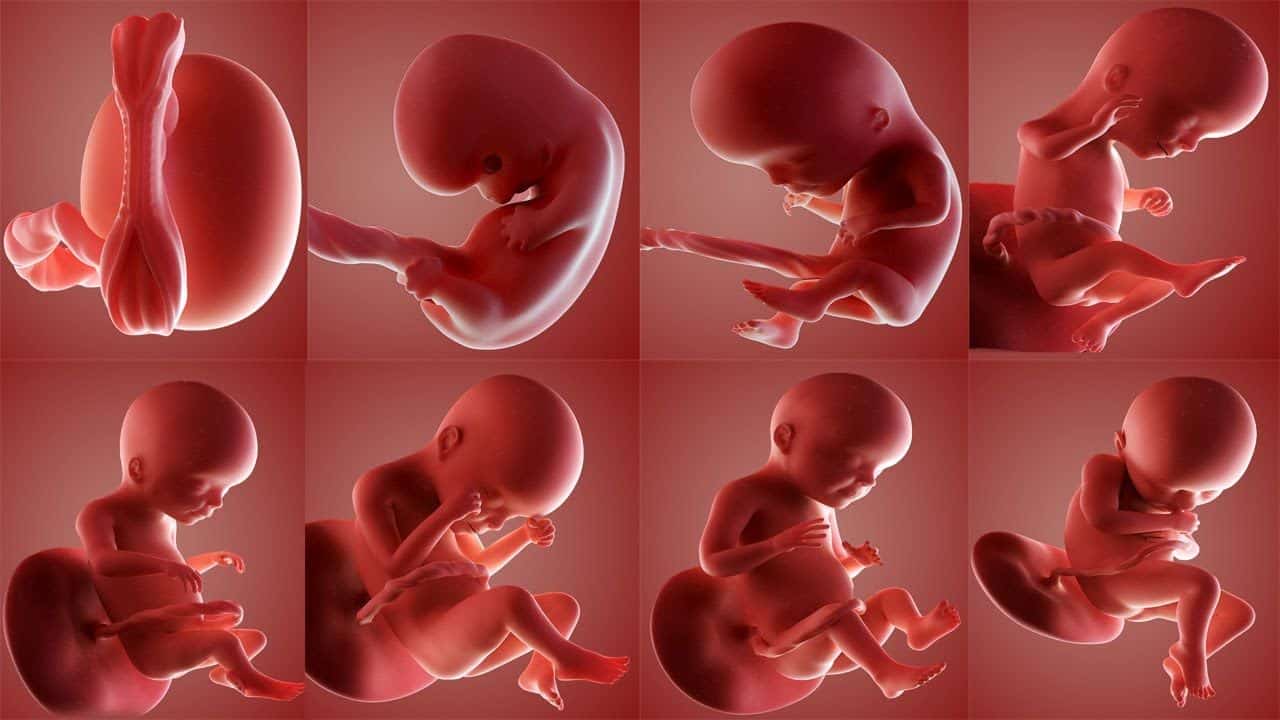 مراحل تكون الجنين بالشهور