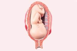 وضعية الجنين في الشهر الثامن بالصور