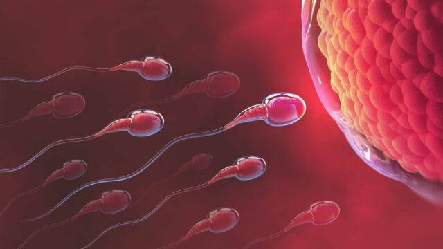 بداية تكوّن الجنين عملية الإخصاب
