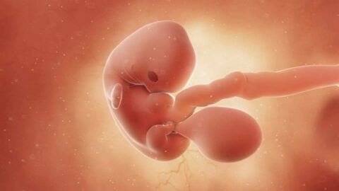 تطورات نمو الجنين في الاسبوع السابع للأم والجنين