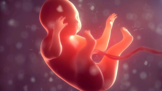 تطورات تكوين الجنين في الشهر السادس