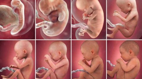 مراحل نمو الجنين في الثلاث الشهور الاولى والاخيرة