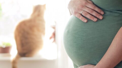 هل تؤثر القطط على المرأة الحامل