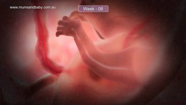 مراحل تطورات شكل الجنين في الاسبوع الثامن