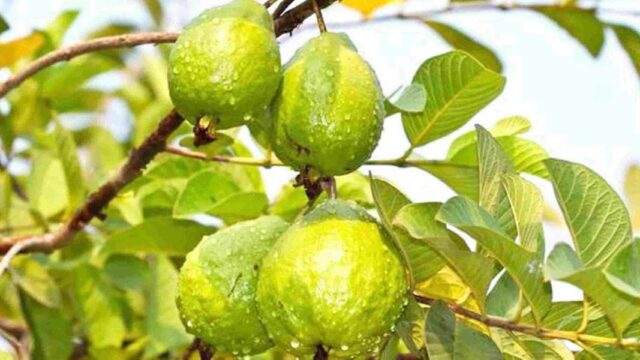 فوائد الجوافة للطفل للمناعة والصحة