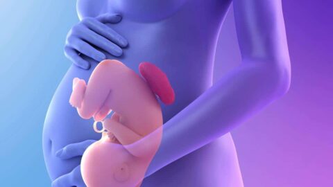 متى يرتفع الجنين من الرحم إلى البطن