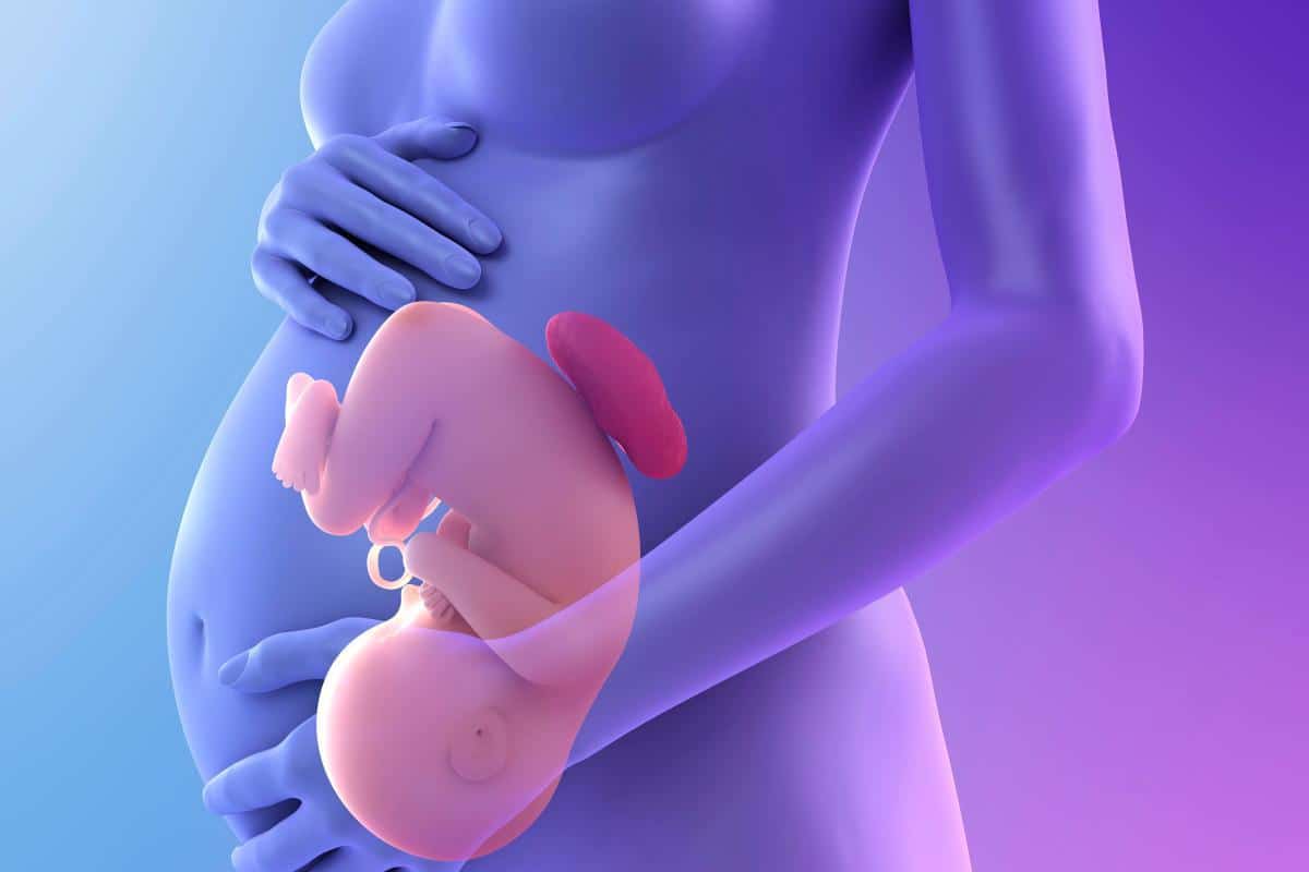 متى يرتفع الجنين من الرحم إلى البطن؟