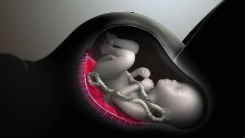 شكل الجنين في الشهر الثالث من الحمل