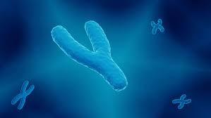 تجربتي مع تحليل الكروموسومات ؟ (لماذا يستخدم ودلائل النتائج)