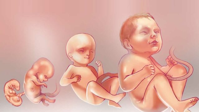 مراحل تكوين الجنين بالأسابيع