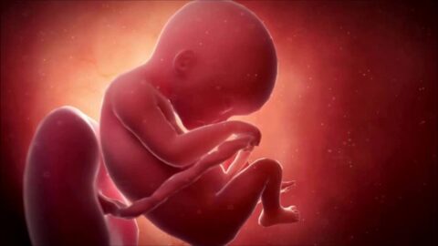 الجنين أصغر من عمره باسبوعين في الشهر الثاني هل يستمر الحمل أو بداية إجهاض
