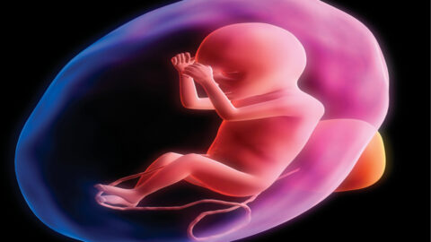 جديد تطور أعضاء الجنين في الشهر السادس الأنثى والعلامات على الأم
